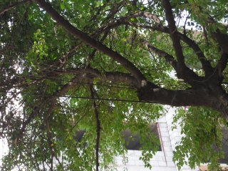 На Боконбаева — Уметалиева может упасть дерево <b>(фото)</b>