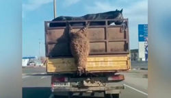 На Иссык-Куле сняли на видео грузовик с висящим вниз головой бараном