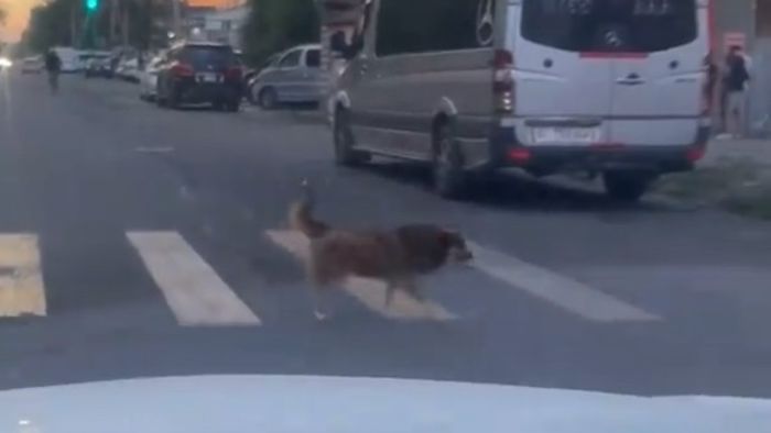 Собаки переходят дорогу по пешеходному переходу. Видео