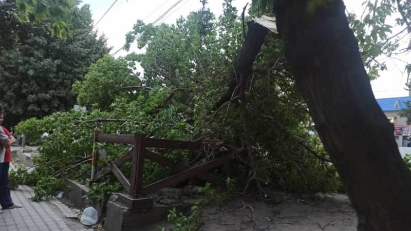 «Бишкекзеленхоз» убрал упавшее на «Степвагон» дерево. Фото