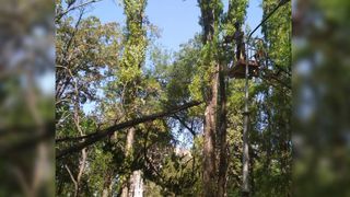 «Бишкекзеленхоз» провел в парке Ататюрка санобрезку аварийных деревьев. Ни одно дерево не было вырублено (фото)