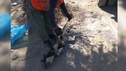 «Тазалык» убрал труп собаки в парке «Ынтымак-2» после жалобы горожанина