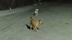 Горожанин жалуется на бродячих собак в Аламедин-1. Видео