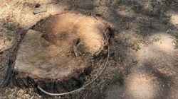 Зачем на Логвиненко спилили дерево? Фото горожанина