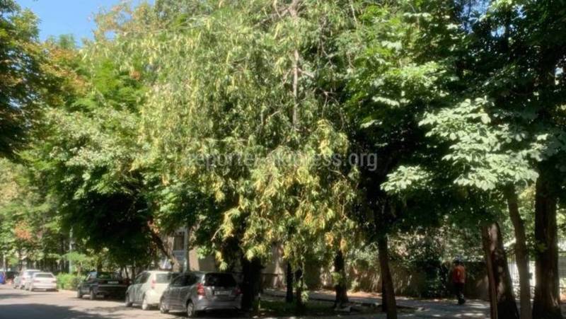 В Бишкеке на Раззакова у дерева сломалась большая ветка — она вот-вот упадет на дорогу