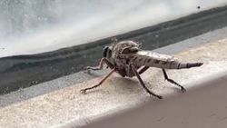 «Это муха?» Горожанин обнаружил необычное насекомое. Видео