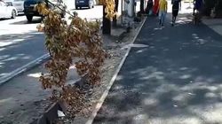 На Ахунбаева засыпали арык после ремонта тротуара. Видео