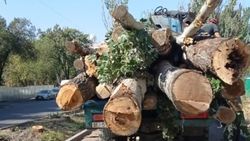Деревья на Огонбаева были потенциально опасными перед осенними осадками, - «Бишкекзеленхоз»