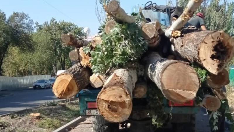 Деревья на Огонбаева были потенциально опасными перед осенними осадками, - «Бишкекзеленхоз»