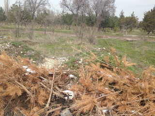 Только в прошлом году посадили сотни деревьев в парке Ататюрка, а сейчас многие из них засушены и вырваны с корнем, - читательница <b><i> (фото) </i></b>