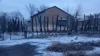 Карагачи возле школы №54 обрезали сотрудники Чуй-Бишкекского территориального управления охраны окружающей среды, - мэрия