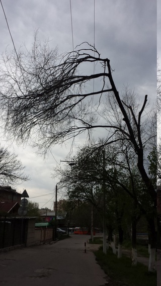 По улице Скрябина дерево висит на электропроводах, - читатель <b><i>(фото)</i></b>
