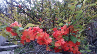 Весенние цветы в с. Орто-Сай <b><i>(фоторепортаж)</i></b>