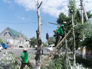 На улице Шакирова произведена формовка дерева, - мэрия Оша <b><i>(фото)</i></b>