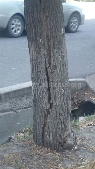 На перекрестке Фрунзе-Тыныстанова стоит аварийное дерево, которое в любой момент может обвалиться, - горожанин <b><i>(фото)</i></b>