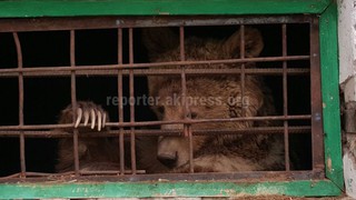 Медведь в Токмоке содержится в хороших условиях, - директор «Кыргызского охотничьего хозяйства»
