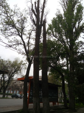 Аварийные деревья, расположенные на Московская-Коенкозова, будут снесены