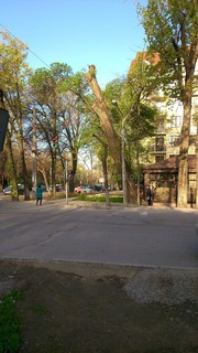 На перекрестке Тоголок Молдо-Московская дерево, которое обрезали, наклонилось <i>(фото)</i>