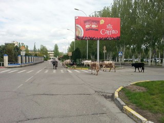 Фото — Коровы в аэропорту «Манас»