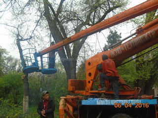 В Кара-Балте спиливают старые деревья и сразу сажают новые, - читатель <i>(фото)</i>