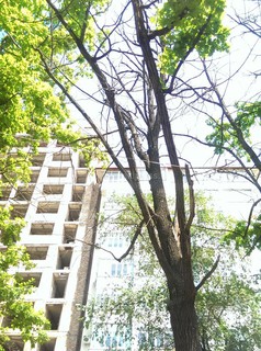 Читатель просит спилить сухое дерево на Панфилова-Токтогула (фото)