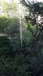 Читатель просит муниципалитет спилить сухое дерево за домом №26 в 6 мкр (фото)