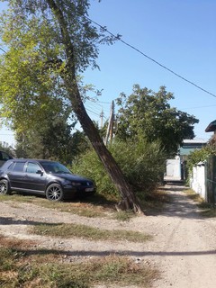 На ул.Салиева в Бишкеке накренилось дерево, которое скоро упадет и заденет провода, - читатель (фото)