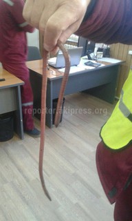 Фото – Крупный дождевой червь, найденный в Ала-Букинском районе
