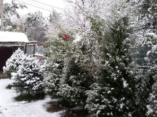 Фото — Розы под снегом
