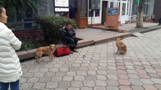Читатель просит обратить внимание на мужчину, который бродяжничает в центре Бишкека, и его собак (фото)