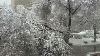 В жилых дворах в Бишкека от тяжести снега падают деревья и ветки <i>(фото)</i>