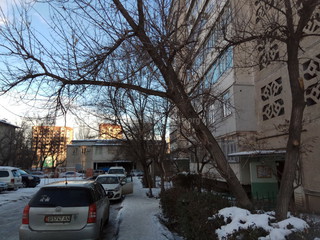 «Зеленстрой» сегодня спилит накренившееся дерево во дворе дома №94/2 на ул.Ахунбаева