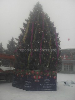 В Кара-Балте возле госадминистрации установили новогоднюю елку (фото)