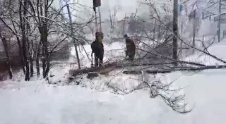 В парке на пересечении улиц Токтоналиева-Айни идет вырубка деревьев, - читатель (видео)