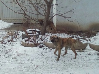 Читатель просит решить вопрос с бездомными собаками, которые кидаются на прохожих на пересечении улиц Айни и Бакаева в Бишкеке (фото)