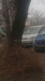 Возле роддома №2 сухое дерево накренилось на проезжую часть улицы Московской, - читатель (фото)