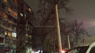 Жители дома по ул.Московской, 64 просят «Зеленстрой» обрезать опасные деревья