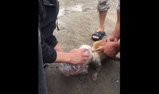 Мужчины освободили кошку, голова которой застряла в банке <i>(видео)</i>