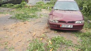 На автомашину, ехавшую по проспекту Жибек Жолу, упало дерево <i>(фото)</i>
