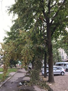 На участке ул.Турусбекова ветка дерева, которая сломалась при сильном ветре, повисла над тротуаром (фото)