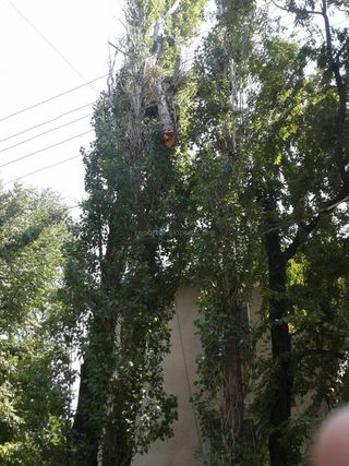 «Зеленстрой» уберет сломавшийся сук на дереве, который повис над тротуаром возле домов №57 и 59 проспекта Чуй