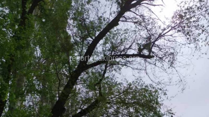 В 10 мкр возле дома №24 два сухих дерева могут упасть (фото)