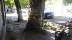 Посередине тротуара на ул.Льва Толстого растет дерево и перекрывает проход (видео)