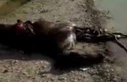 «БМВ» сбил лошадь, выскочившую на дорогу. Погибли водитель и животное. Видео