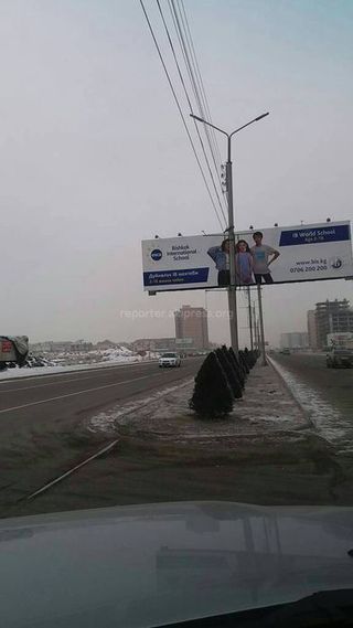 Горожанину необходимо обратиться с письменным заявлением в мэрию Бишкека о переносе елей на участке Южной магистрали