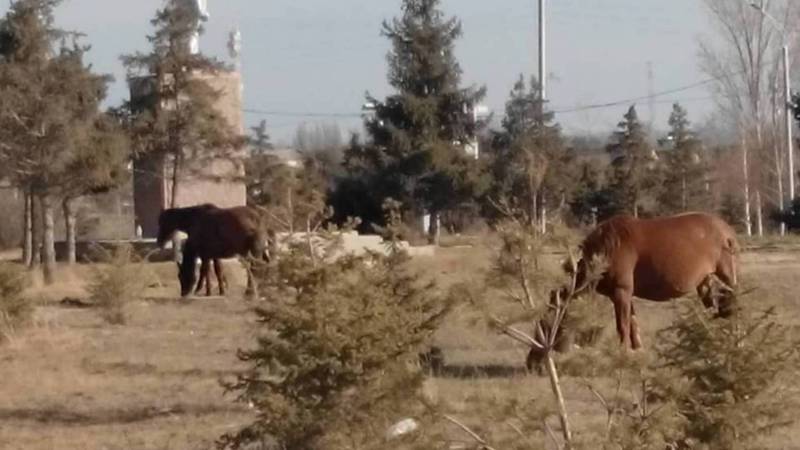 В центральном парке Чолпон-Аты пасутся лошади (фото)