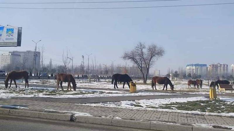 Табун лошадей на улицах Бишкека. Лошади теперь гуляют в парке Ынтымак.Фото