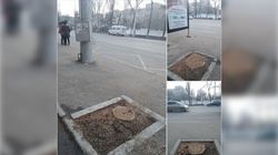 «Что было не так с этими деревьями?». Бишкекчанин возмутился вырубкой деревьев возле Госрегистра