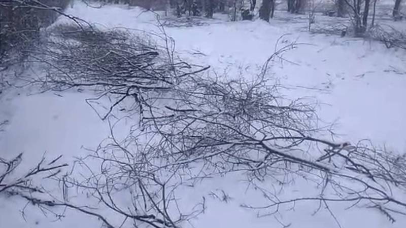 Житель Таласа возмущен массовой вырубкой деревьев в селе Кызыл-Жылдыз. Видео, фото
