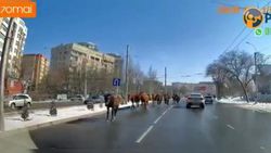На Южной магистрали табун лошадей снова мешает проезду машин. Видео
